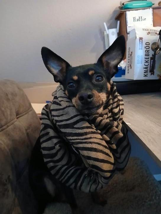 Pinscher zoekt een nieuwe huisje, Dieren en Toebehoren, Honden | Bulldogs, Pinschers en Molossers, Teef, Overige rassen, Particulier