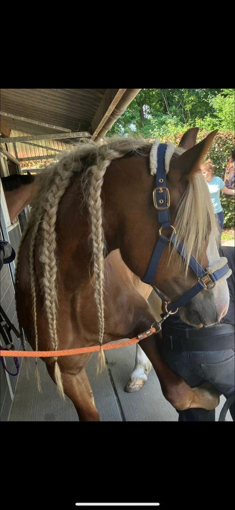Bijrijdster verzorger leaser gezocht verzorgpony aangeboden, Dieren en Toebehoren, Paarden en Pony's | Verzorgingsproducten, Ophalen
