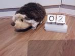 Egel knuffel 21 cm ksd, Ophalen, Zo goed als nieuw, Overige typen
