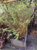 Gratis Bamboe, Tuin en Terras, Planten | Tuinplanten, Vaste plant, Siergrassen, Ophalen of Verzenden, Bloeit niet