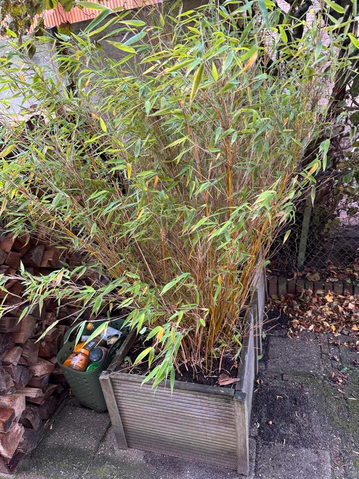 Gratis Bamboe, Tuin en Terras, Planten | Tuinplanten, Vaste plant, Siergrassen, Halfschaduw, Bloeit niet, Ophalen of Verzenden