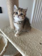 Brits korthaar kittens, mogen nest verlaten, Dieren en Toebehoren, Katten en Kittens | Raskatten | Korthaar, Meerdere dieren, Ontwormd