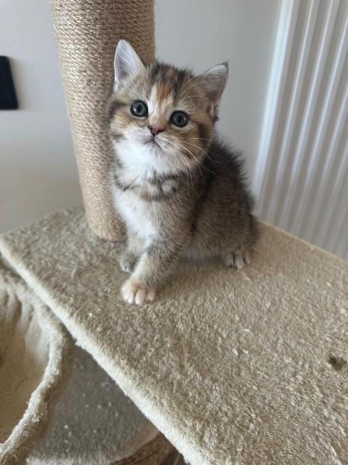 Brits korthaar kittens, mogen nest verlaten, Dieren en Toebehoren, Katten en Kittens | Raskatten | Korthaar, Meerdere dieren, 0 tot 2 jaar