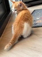 Lieve kittens mogen nu naar een nieuw baasje, Meerdere dieren, Kortharig, 0 tot 2 jaar