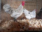 Te koop Australorp kriel, Meerdere dieren, Kip