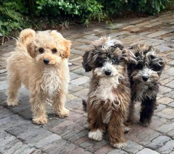 Labradoodle mix, MINI, blijven klein, Abrikoos Merle beschikbaar voor biedingen