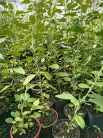 Tulsi Heilige Basilicum planten 2,50per plant, Huis en Inrichting, Ophalen of Verzenden, Halfschaduw, Minder dan 100 cm