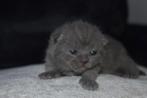 Britse korthaar kittens 11-10 geboren, Meerdere dieren, Ontwormd