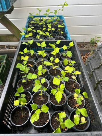 Hibiscus stekken nu bij aankoop 10 stuks 2 GRATIS beschikbaar voor biedingen
