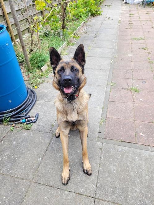 Mechelse Herder (Boyd), Dieren en Toebehoren, Honden | Herdershonden en Veedrijvers, Reu, Herder, Particulier, Eén hond, België