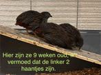 Chinese dwergkwartel haan natuurbroed huiselijk opgegroeid, Dieren en Toebehoren, Meerdere dieren, Overige soorten