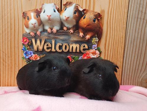 Lieve jonge cavia's vanaf 6 weekjes, Dieren en Toebehoren, Knaagdieren, Meerdere dieren, Cavia, Juni, Tam