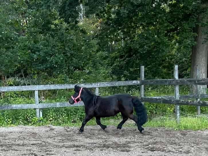 Verzorger gezocht voor Shetlander, Dieren en Toebehoren, Paarden en Pony's | Verzorgingsproducten, Zo goed als nieuw, Ophalen