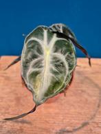 Alocasia Venom p8 (1)