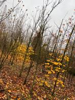 Cornus kousa, Ophalen of Verzenden, Volle zon, Overige soorten, Minder dan 100 cm