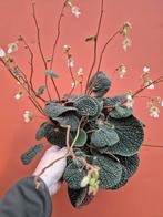 Begonia bullatifolia Bubble Leaf p14 (1), Ophalen of Verzenden, Halfschaduw, Minder dan 100 cm