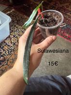 Hoya sulawesiana, Huis en Inrichting, Kamerplanten, Ophalen of Verzenden, Overige soorten, Halfschaduw, Minder dan 100 cm