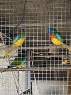 Mooie Splendid Parkieten Mannen, Meerdere dieren, Parkiet, Geringd