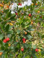 Arbutus unedo - Aardbeiboom, Tuin en Terras, Herfst, Overige soorten, 100 tot 250 cm, Ophalen