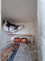 Hennebonte doffer vliegt goed zit veel buiten, Dieren en Toebehoren, Mannelijk, Tropenvogel