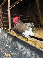 Cochin Haan, Dieren en Toebehoren, Pluimvee, Mannelijk, Kip
