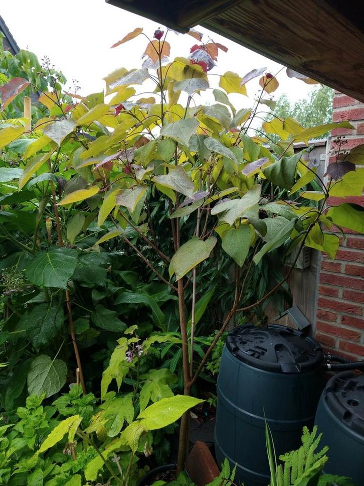 Catalpa Erubescens 'Purpurea' (trompetboom), Tuin en Terras, Planten | Bomen, Overige soorten, 100 tot 250 cm, Volle zon, Zomer