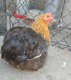 Cochin kriel hennen, Dieren en Toebehoren, Pluimvee, Vrouwelijk, Kip