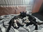Kittenvoer, Dieren en Toebehoren, Ophalen of Verzenden, Kat