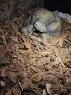 3x Parel skink (Chalcides ocellatus), Hagedis, 3 tot 6 jaar