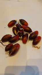 10x kurkeiken eikels, Verzenden, Overige soorten