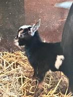 Bokjes dweggeit,, Dieren en Toebehoren, Mannelijk, Geit
