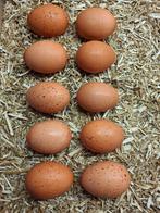 Welsumer broedeieren. Geen kriel., Dieren en Toebehoren, Geslacht onbekend, Kip