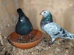 Te koop koppel kleurpostduiven, Dieren en Toebehoren, Meerdere dieren, Postduif