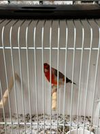 Te koop zeer mooie bastaarden putter x kappetsensijs, Dieren en Toebehoren, Vogels | Overige Vogels, Mannelijk, Wildzangvogel