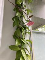 Kamerplant / Hoya plant / Wasplant, Huis en Inrichting, Kamerplanten, Bloeiende kamerplant, Ophalen, Overige soorten, Minder dan 100 cm