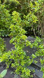Vuurdoorn oranje bes, Tuin en Terras, Planten | Tuinplanten, Ophalen, Volle zon
