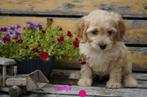 Boemer (Eng. springer spaniël Tibetaanse terriër labradoodle, Eén hond, Nederland, Particulier, Reu