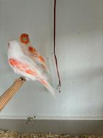 Rood mozaïek kanaries, Dieren en Toebehoren, Vogels | Kanaries, Meerdere dieren, Kleurkanarie