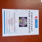 Schilderij Marcel de With - Maidemoiselle Paris 50x50cm, Ophalen of Verzenden