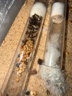 Messor barbarus mieren kolonie, Dieren en Toebehoren, Insecten en Spinnen, Mieren