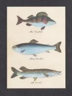 Vissen Florel Baars Snoek Ansichtkaart., Ophalen of Verzenden, 1980 tot heden, Ongelopen, Waterdier