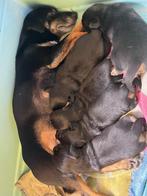 Prachtige Jack Russell pups. Black en Tan Jack Russels, Dieren en Toebehoren, CDV (hondenziekte), Jack Russell Terriër, 8 tot 15 weken