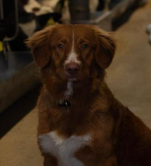 Nova scotia duck rolling retriever dekreu, Dieren en Toebehoren, Honden | Retrievers, Spaniëls en Waterhonden, Reu, Overige rassen