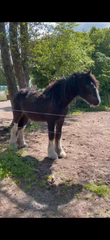 Tinker jaarling hengst, Dieren en Toebehoren, Pony's, Hengst, Onbeleerd, D pony (1.37m tot 1.48m), Recreatiepony, 0 tot 2 jaar