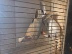 2 koppels tortelduifjes/lachduifjes, Dieren en Toebehoren, Vogels | Overige Vogels, Meerdere dieren, Tropenvogel