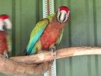 3 calico aras hybride, Meerdere dieren, Papegaai, Geringd