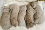 3 Britse Korthaar kittens, Blue Golden Shaded, Lilac, Fawn, Dieren en Toebehoren, Katten en Kittens | Raskatten | Korthaar, Meerdere dieren