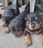 Rottweiler pups, Dieren en Toebehoren, 8 tot 15 weken, Meerdere, Meerdere dieren, Rottweiler