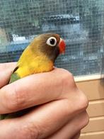 Prachtige piep jonge agapornis personata man, Mannelijk, Dwergpapegaai of Agapornis, Geringd