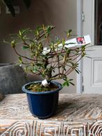Satsuki Azalea Rin Bonsai, Tuin en Terras, Bloeit niet, Halfschaduw, Minder dan 100 cm, Overige soorten